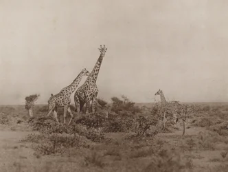 Giraffes in the Scrub