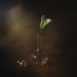 Elegant Calla Lilies