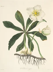 Black Hellebore or Christmas Rose, from Floral Illustrations of the Seasons, pub. 1829