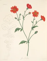 Chilean Avens, from Floral Illustrations of the Seasons
