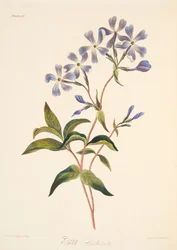 Early Flowering Lychnidea, from Floral Illustrations of the Seasons, pub. 1829