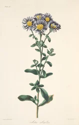 Italian Aster, from Floral Illustrations of the Seasons