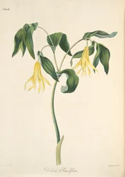 Large Flowered Bellwort, from Floral Illustrations of the Seasons, pub. 1829