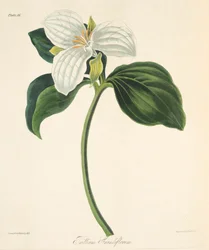 Large Flowered Trillium, from Floral Illustrations of the Seasons, pub. 1829