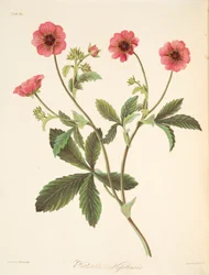 Nipal Potentilla, from Floral Illustrations of the Seasons