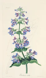 Ovate-leaved Penstemon, from Floral Illustrations of the Seasons