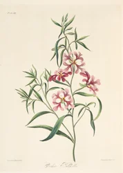 Pretty Clarkia, from Floral Illustrations of the Seasons, pub. 1829