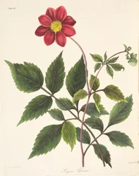 Red Dahlia, from Floral Illustrations of the Seasons