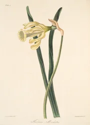 Spanish Daffodil, from Floral Illustrations of the Seasons, pub. 1829
