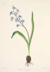 Two-leaved Squill, from Floral Illustrations of the Seasons, pub. 1829