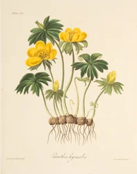 Winter Aconite, from Floral Illustrations of the Seasons, pub. 1829