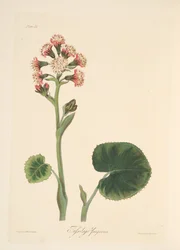 Winter Heliotrope, from Floral Illustrations of the Seasons, pub. 1829