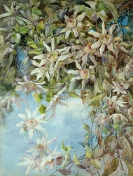 Study of Passion Flower