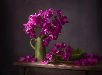 Vibrant Bougainvillea Still Life