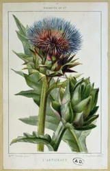 Artichoke, botanical plate, engraved by E. Fraillery