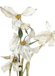 Daffodils