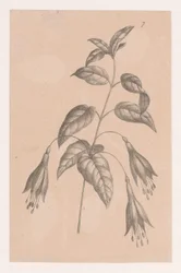 Branch with Flowers