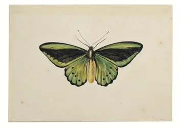 Butterfly, Common Green Birdwing (Ornithoptera priamus)