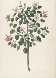 Study of a Plant with Red-Purple Flowers Sebastiana Africana Purpurea, 1695
