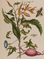 Illustration from 