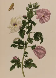 Illustration from 