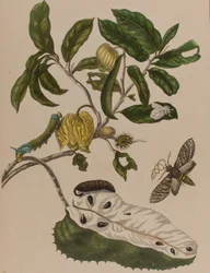 Illustration from 