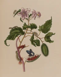 Illustration from 