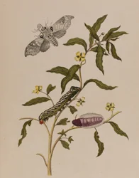 Illustration from 