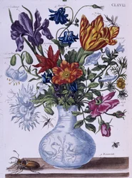 Beetle and different flowers - dess. by Maria Sibylla Merian, n.d., approx. late 18th century