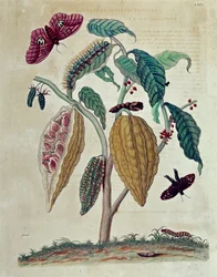 Cocoa - in "General History of Insects of Suriname and All Europe" by Maria Sibylla Merian