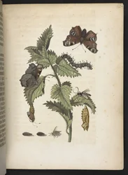The Caterpillar