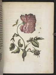 The Caterpillar