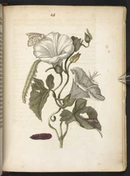 The Wonderful Transformation and Strange Flower-Food of Caterpillars