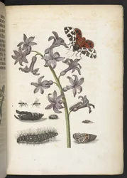 The Wonderful Transformation and Strange Flower-Food of Caterpillars