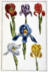 Iris - in 