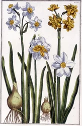 Narcissus - in Histoire Générale des Insects de Surinam et de Toute l