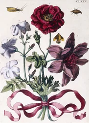 Various European Insects and Flowers