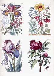 Various European insects and flowers