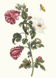 Althea. From the Book Metamorphosis Insectorum Surinamensium