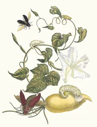 Battattes. From the Book Metamorphosis Insectorum Surinamensium