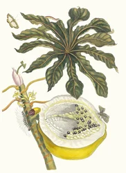 Carica papaya. From the Book Metamorphosis insectorum Surinamensium