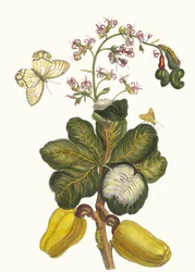 Caschou. From the Book Metamorphosis Insectorum Surinamensium
