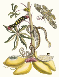 Cassave. From the Book Metamorphosis insectorum Surinamensium, 1705