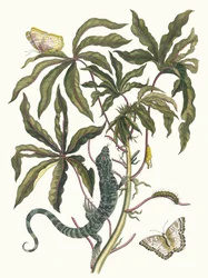 Cassava, From the Book Metamorphosis Insectorum Surinamensium