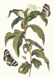 Costus Arabicus from the Book Metamorphosis Insectorum Surinamensium
