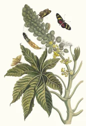 Palma Christi. From the Book Metamorphosis insectorum Surinamensium