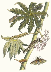 Papay. From the Book Metamorphosis Insectorum Surinamensium