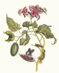Rocu from the Book Metamorphosis Insectorum Surinamensium