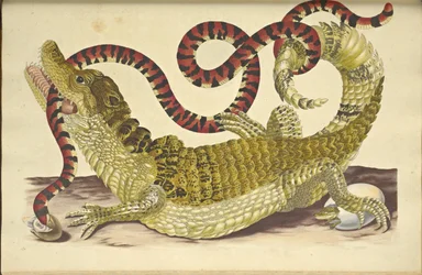 Spectacled Caiman and a False Coral Snake, 1705