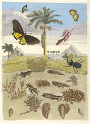 Stag beetle, Amphibians, and Palm trees. From the Book Metamorphosis insectorum